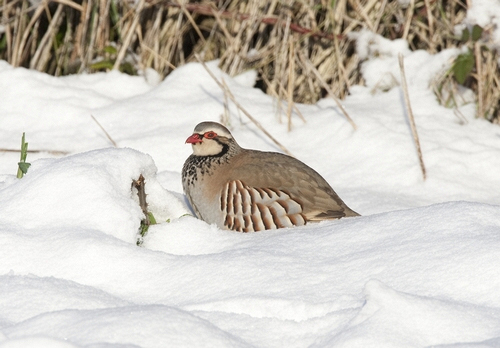 Red-legged Partridge in the Snow 1
